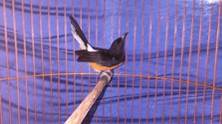 OBRAL SEMUA JENIS BURUNG BURCIL DAN MURAI!!!!