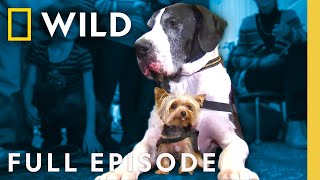 Smallest Pets (Full Episode) | World's Weirdest Pets | Nat Geo Animals
