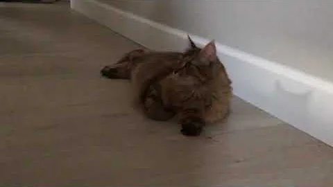 My kitty Haley