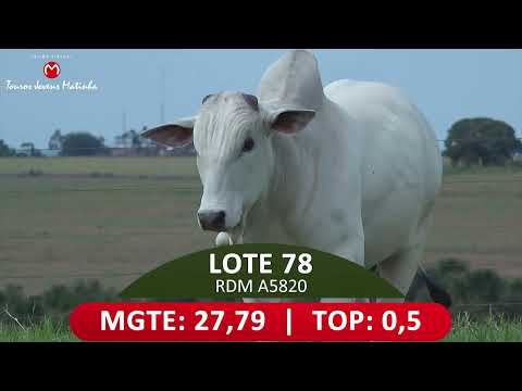 LOTE 78