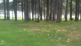 Rollins lake greenhorn campground