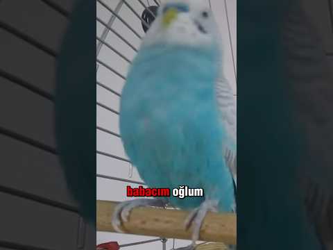 Kafesine Gizli Kamera Konan Kuş İle Muhabbetlerimiz :) #muhabbetkuşu