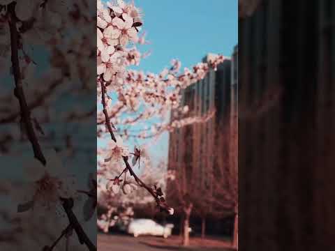صدای پای بهارو میشنوی بهار شکوفه درخت Spring 
