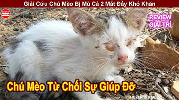 Cuộc Giải Cứu Đầy Phép Màu Với Chú Mèo Bị Mù 2 Mắt Nhưng Vẫn Từ Chối Sự Giúp Đỡ || HUYỀN BÍ REVIEW