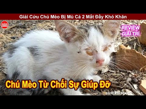 Video Cuộc Giải Cứu Đầy Phép Màu Với Chú Mèo Bị Mù 2 Mắt... - youtube