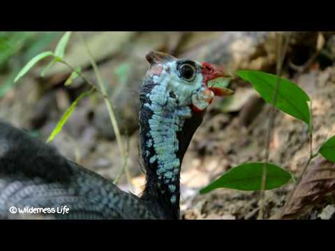Hunting n Cooking Wild Chicken ( Guinea Fowl ) Recipe for Dinner in Forest