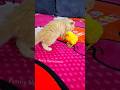 cute chick with Baby cat