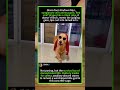 🕶️ Golden Retriever’s VIP Entrance! #GoldenRetriever #FunnyDogs