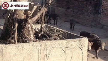 Lợn tên lửa Hà Giang - LỢN MƯỜNG XỊN.com