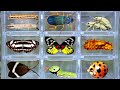 Catching Amazing Insects in the Garden: Rare Caterpillars, Butterflies, Weevils &amp; Epomis Beetle