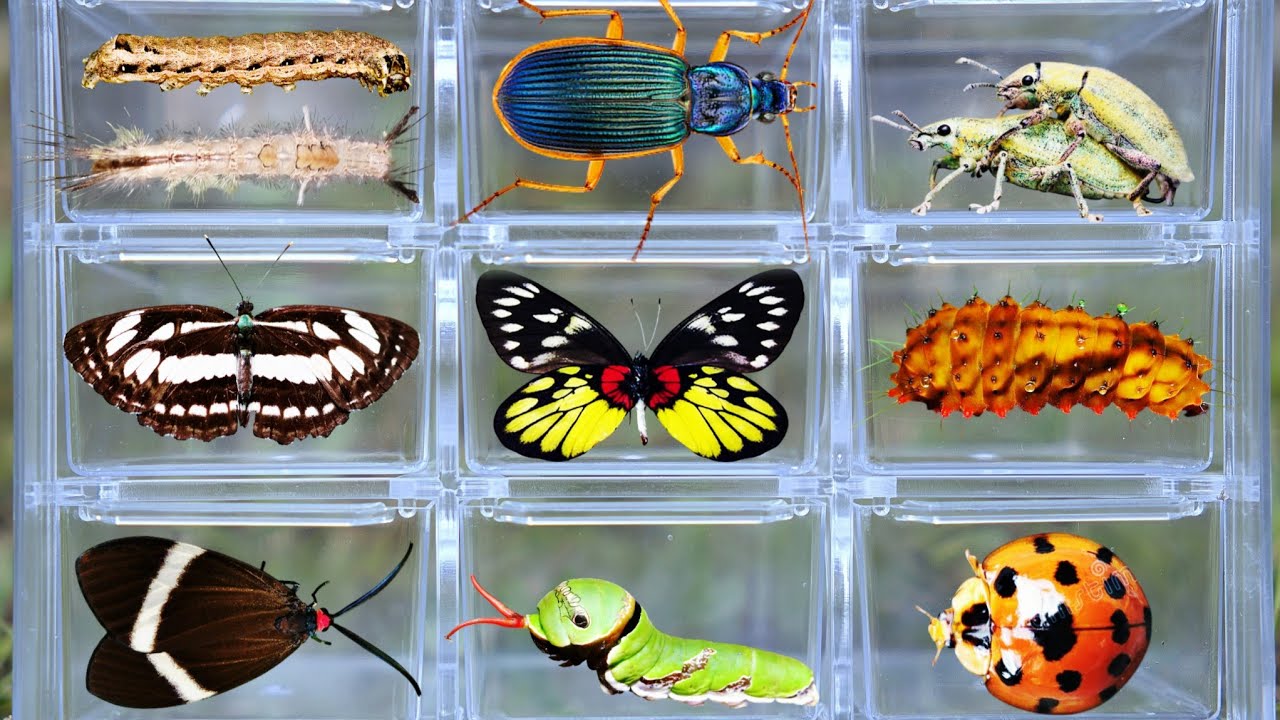 Catcing Insects Catching Amazing Insects in the Garden: Rare Caterpillars, Butterflies ...