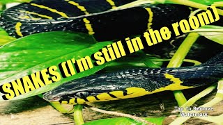ITS ME! The snake chap 