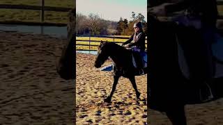 The Flying Friesian!