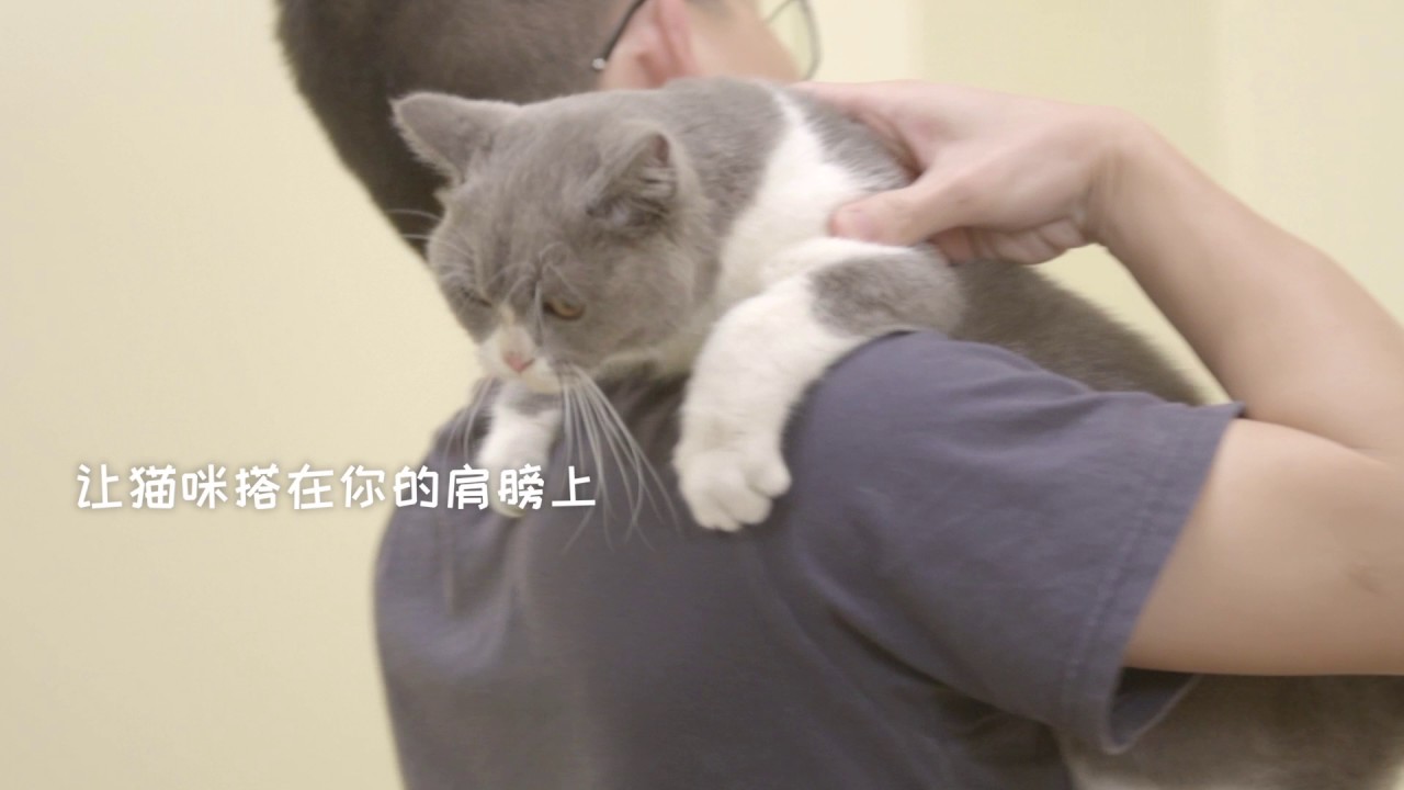 抱猫也有大学问,这几个姿势你一定要学会... - YouTube