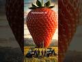 strawberry #viralvideo #shortvideo