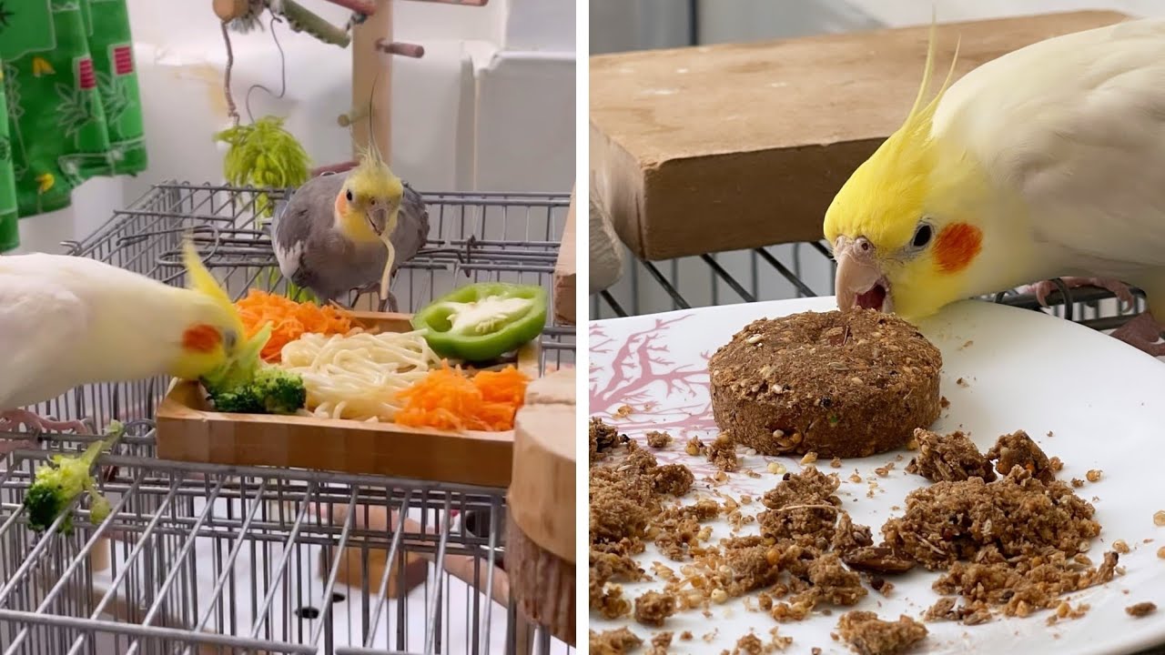 the-parrots-are-eating-their-food-youtube