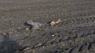 Finnish goshawk hunting rabbits and hares