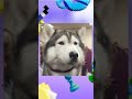 Huskies are so funny......watch the 4th one #dailyfacts #animallife #youtubeshorts #cuteanimals