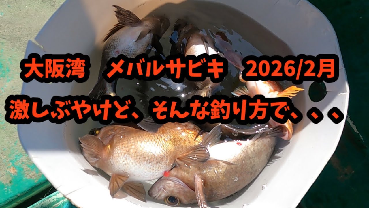 大阪湾　メバルサビキ　激しぶでも釣り方次第では釣れるんやで！