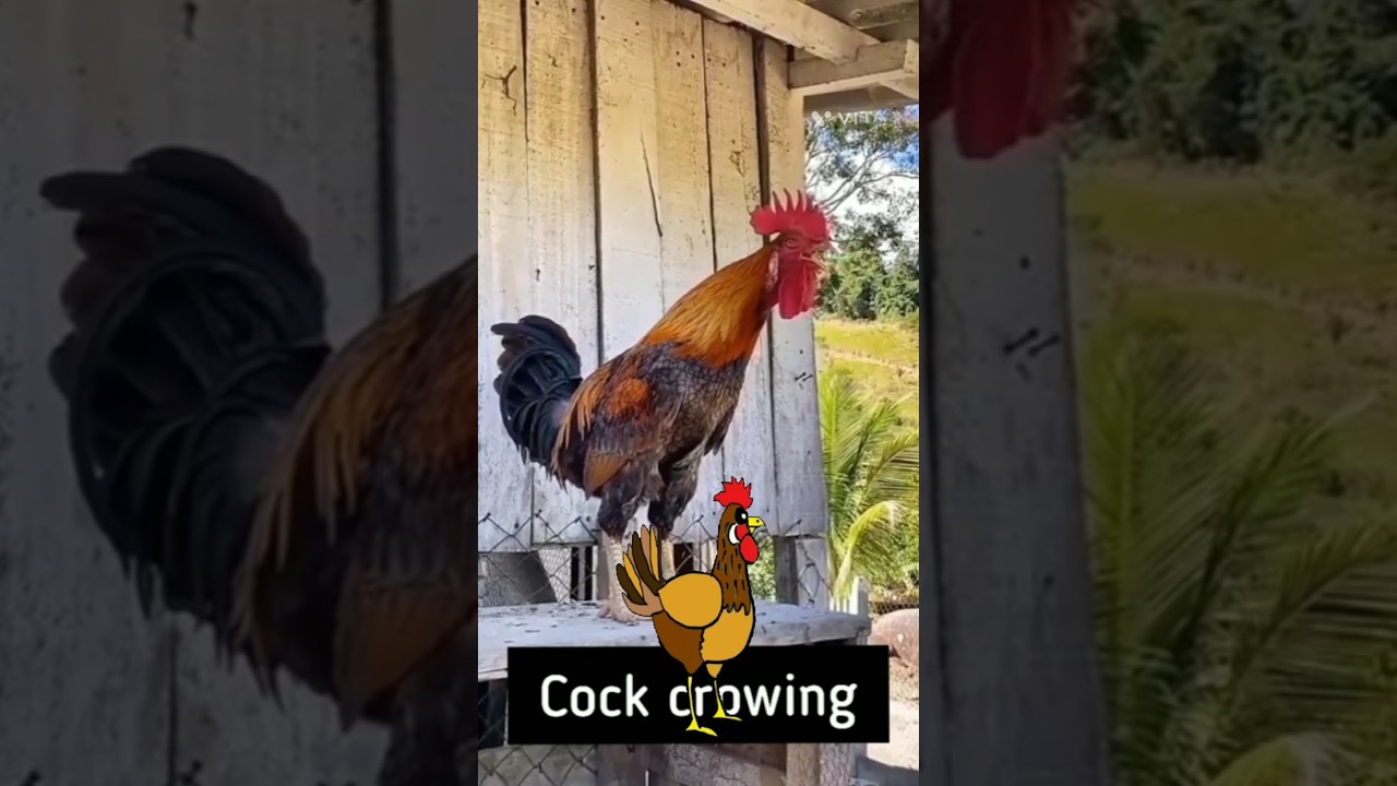 crowingcock