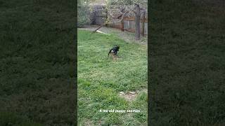 4 mo old black and tan coonhound puppy zoomies #blackandtan #blackandtancoonhound #coonhound #leroy