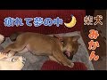 夢見る柴犬（豆柴）みかん｜初めての病院に疲れて寝る！①