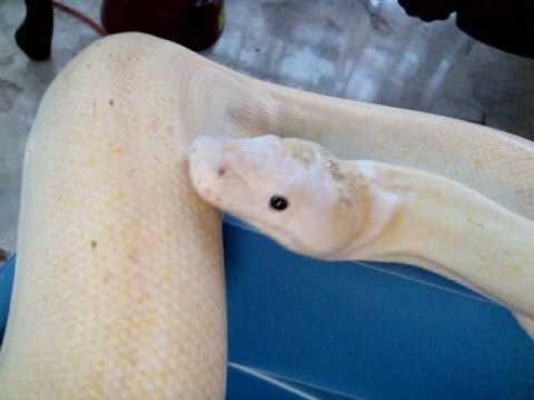 Udapte Growth Ivory retic