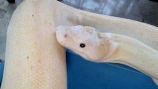 Udapte Growth Ivory retic
