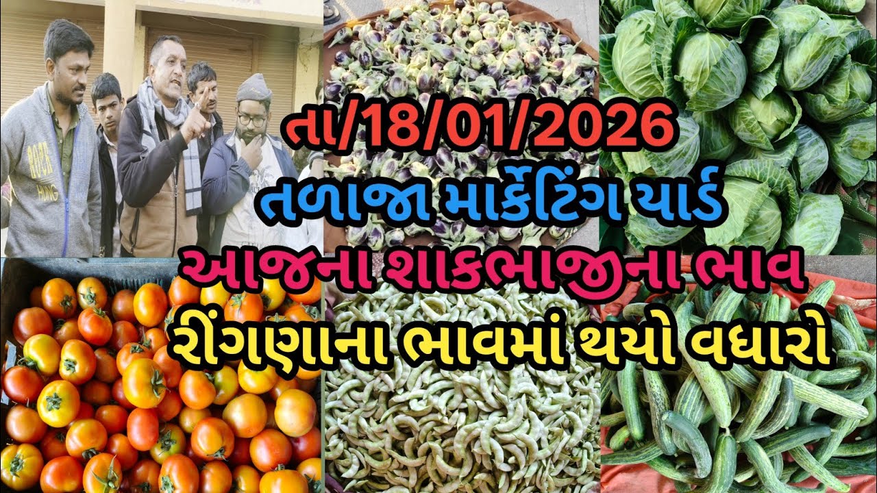 રીંગણા ના ભાવ માં થયો વધારો તળાજા માર્કેટિંગ યાર્ડ આજ ના શાક ભાજી ના ભાવ 