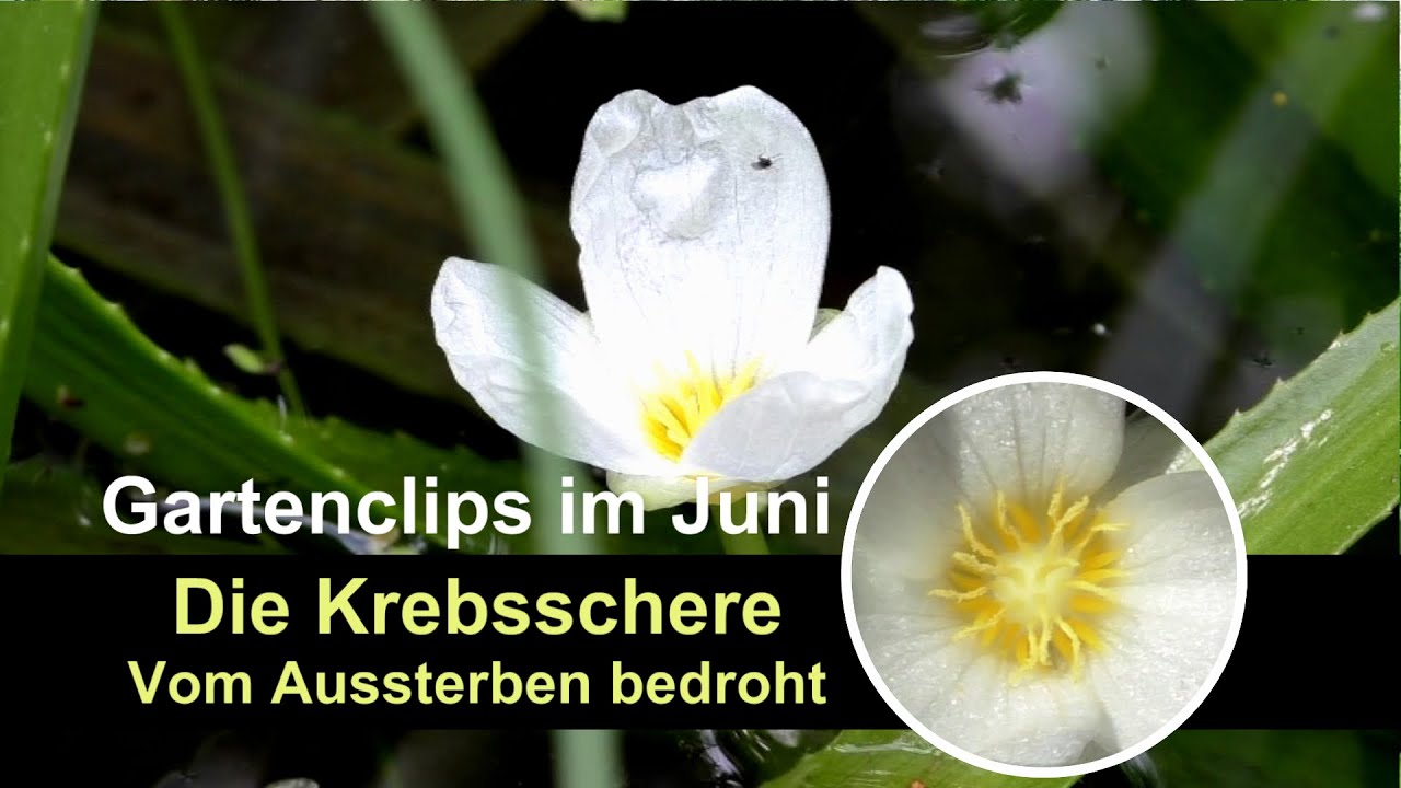 Gartenteich Die Krebsschere Vom Aussterben bedroht YouTube