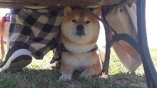 楽しい花見のはずが、柴犬の様子がおかしい。。