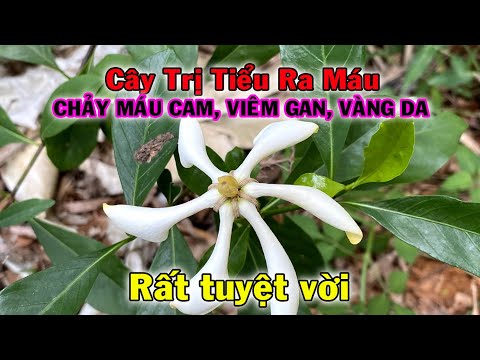 Video Cây trị Sốt Cao, Tiểu Ra Máu, Viêm Gan, Vàng Da rất... - youtube