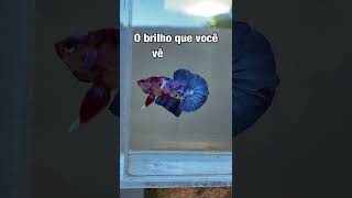 Download Lagu Betta Koi Galaxy MP3