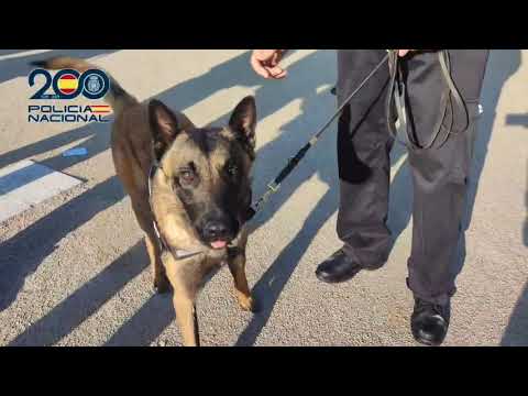 Rescatan a Zorro, un agente canino de la Polic&iacute;a Nacional que hab&iacute;an robado en su residencia
