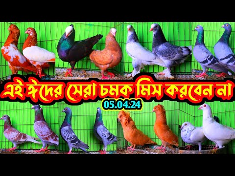 এই ঈদের সেরা অফার | একদম কেনা দামে কবুতর কিনুন | সবচেয়ে কম দামে কবুতর বিক্রি হবে