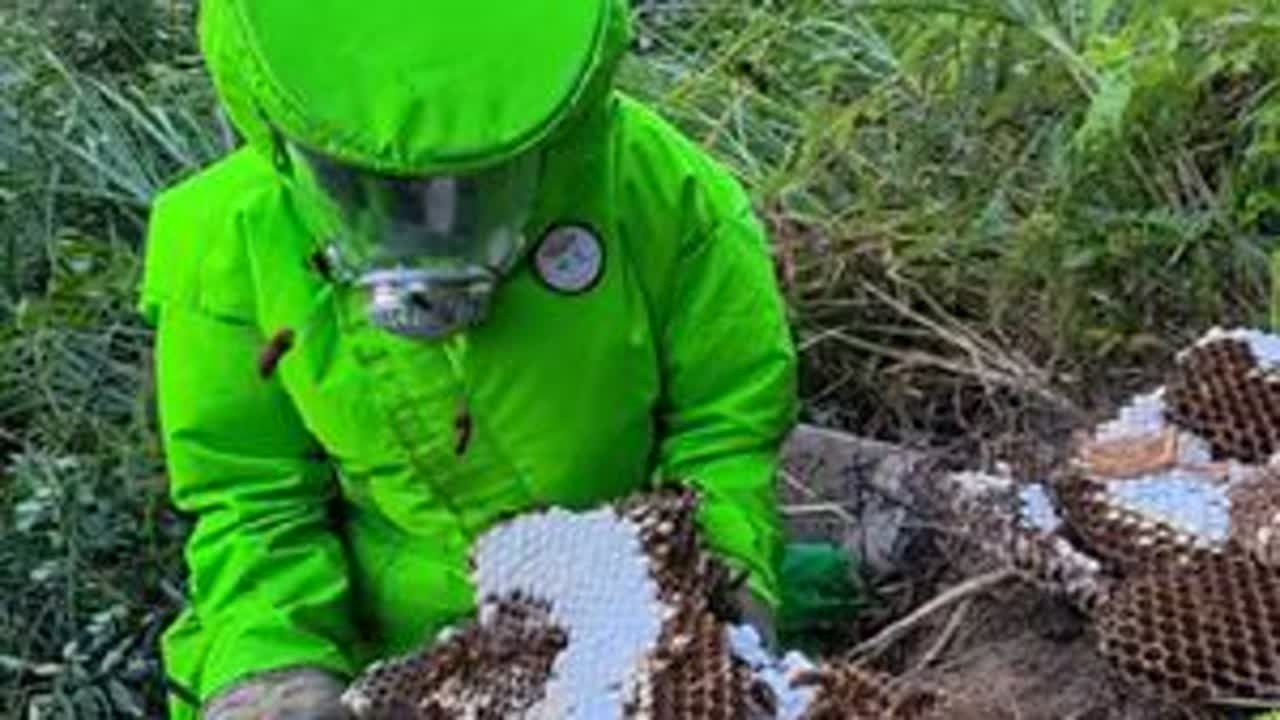 记录我日常户外农村的生活#康哥诱蜂找蜂  #金环虎头蜂  #蜂蛹 #马蜂