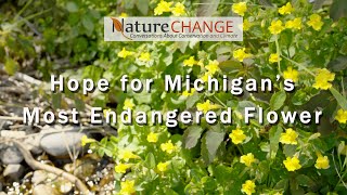 Hope for Michigan's Most Endangered Flower