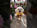 Cute Pet's First Day: Discover the Joy of Dog Ownership