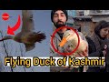 Flying ducks of kashmir meet showkat ali malla a duck trainer he has done masters in tourism