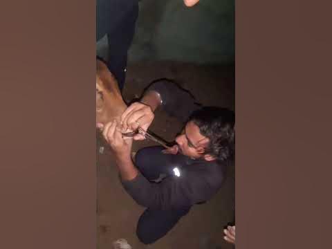 Animal rescue by animal ngo team - 825 | Animal ngo | cow 