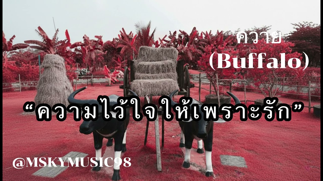 เพลง ควาย (Buffalo) @mskymusic98