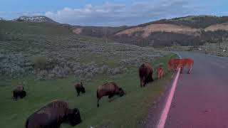 bison IMG 0424