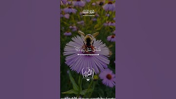 وأوحى ربك إلى النحل#سورة_النحل #القران_الكريم 📖💙#القارئ_عمر_السعدني 🎤🎧#اكسبلور #quran #explore