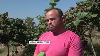 Të kultivosh kivi në Librazhd - Top Channel Albania - News - Lajme Të kultivosh kivi në Librazhd - Top Channel Albania - News - Lajme