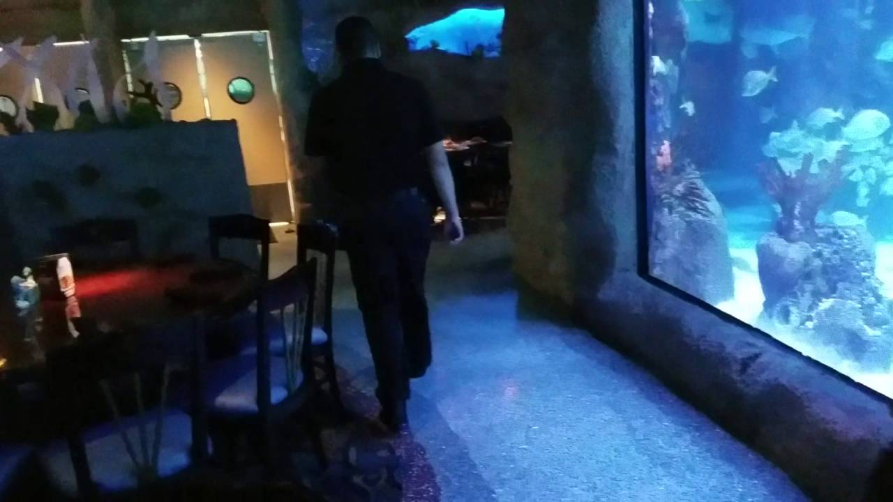 2016 Vacation Houston Aquarium Restaurant YouTube