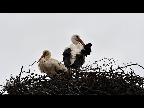 Video: Gnijezdo rode. Gdje i kako rode grade gnijezda?