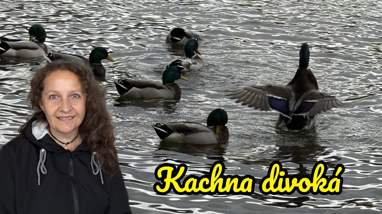 Setkání s kachnou divokou: Co nám chce příroda připomenout?