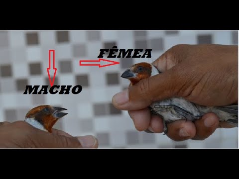 Vídeo: 3 maneiras de saber a diferença entre robins machos e fêmeas