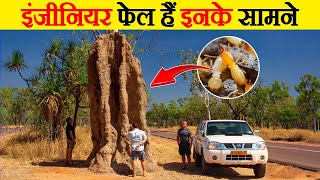 बड़े बड़े इंजीनियर फेल हैं इनके सामने |  | These Bugs are Great Engineer