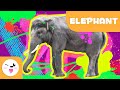 Elephant 🐘 Animals for Kids 🌳 Episode 5